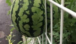 吃货明吃瓜,揭秘吃瓜背后的故事