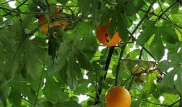 东莞吊瓜怎么吃,解锁美味新体验