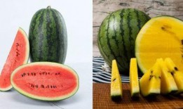 吃瓜吃瓜是什么,揭秘“吃瓜吃瓜”背后的网络文化现象