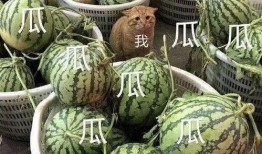 《会长》吃瓜小号,揭秘幕后真相，揭开神秘面纱