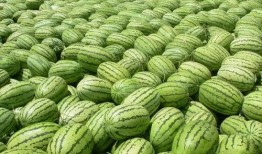 吃瓜吃大瓜,揭秘吃瓜吃大瓜的狂欢之旅