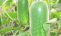 颐和绿洲吃瓜,瓜果飘香，共享清凉时光