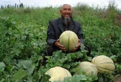 新疆吃瓜去哪里,跟随“吃瓜去”探寻瓜果飘香之地