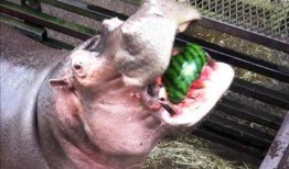 河马吃瓜原声,一场自然界的欢乐盛宴