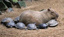 大水豚吃瓜的视频,萌态十足引网友热议