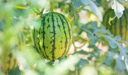 赣州哪里吃红瓜,探寻赣州特色红瓜美食之旅